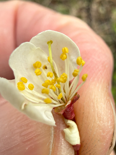 Prunus nigra, photograph 6