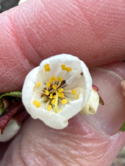 Prunus nigra, photograph (c) Patrice Dupont, some rights reserved (CC BY)
