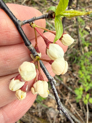 Prunus nigra, photograph (c) Patrice Dupont, some rights reserved (CC BY)