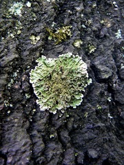 Physconia enteroxantha