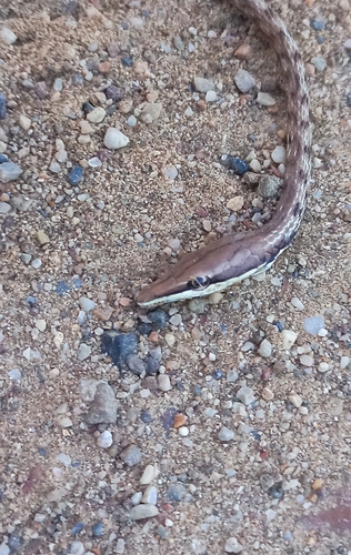 Oxybelis transandinus