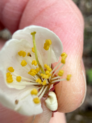 Prunus nigra, photograph (c) Patrice Dupont, some rights reserved (CC BY)