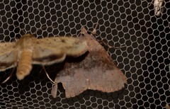 Avatha discolor