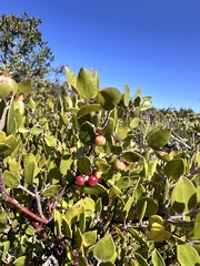 Arctostaphylos hookeri