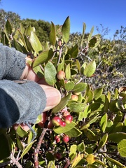 author not stated, no rights reserved Arctostaphylos hookeri, photograph author not stated, no rights reserved