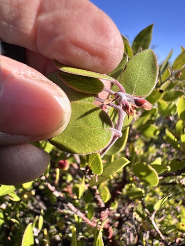 Arctostaphylos hookeri, photograph 3