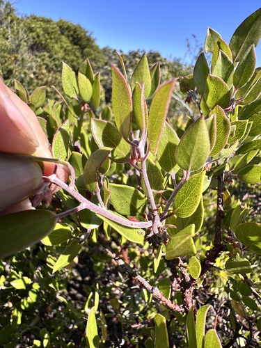 Arctostaphylos hookeri, photograph 4