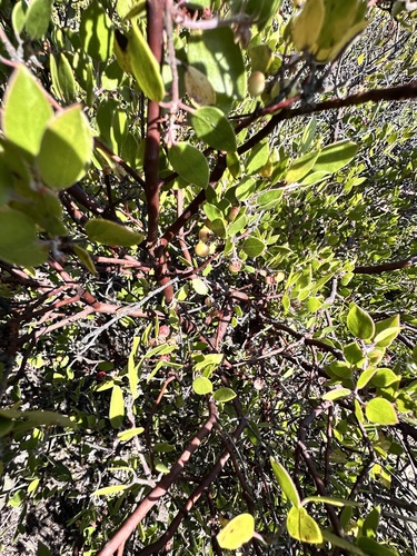 Arctostaphylos hookeri, photograph 5