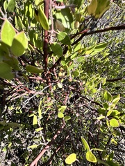 author not stated, no rights reserved Arctostaphylos hookeri, photograph author not stated, no rights reserved