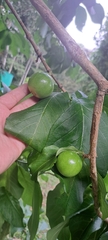 Vangueria madagascariensis