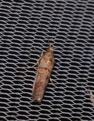 Hypargyria metalliferella