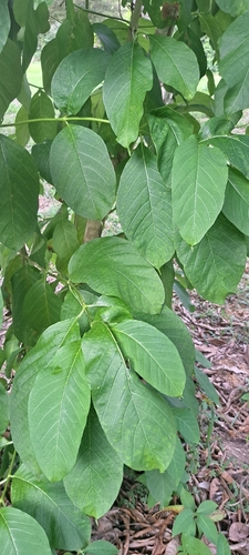 Vangueria madagascariensis, photograph 5