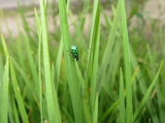 Diabrotica decempunctata