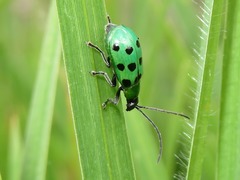 Diabrotica decempunctata