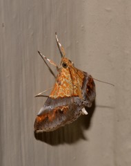 Tetracona amathealis