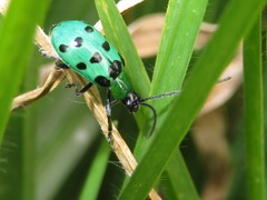 Diabrotica decempunctata