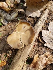 Helvella acetabulum