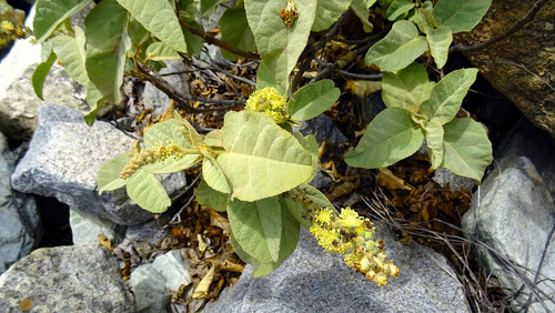 Croton chilensis, photograph 4