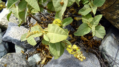 Croton chilensis, photograph Jorge Muñoz Camadro, CC BY, iNaturalist via GBIF