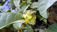 Croton chilensis, photograph Jorge Muñoz Camadro, CC BY, iNaturalist via GBIF