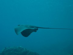 Pteroplatytrygon violacea