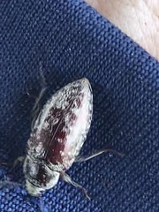 Epitragodes tomentosus