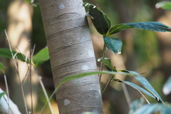 Cinnamomum yabunikkei