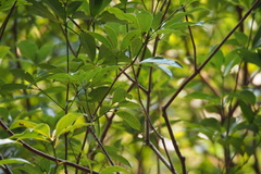 Cinnamomum yabunikkei