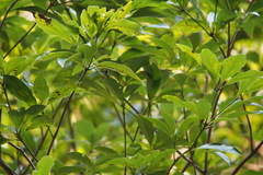 Cinnamomum yabunikkei