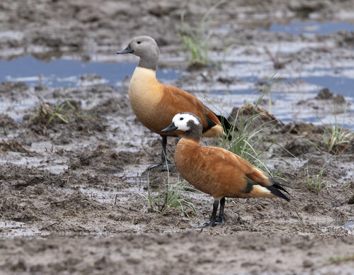iNaturalist: (c) il_photo, some rights reserved (CC BY-NC) iNaturalist image