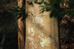 Cinnamomum yabunikkei