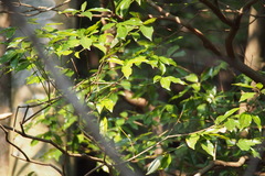Cinnamomum yabunikkei