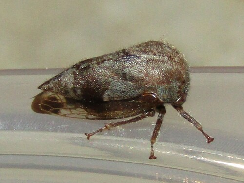 Ophiderma salamandra photo 3