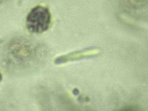 Phormidium observed 2026-05-19