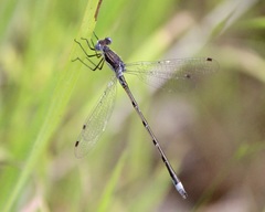 Lestes australis
