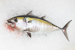 Thunnus atlanticus