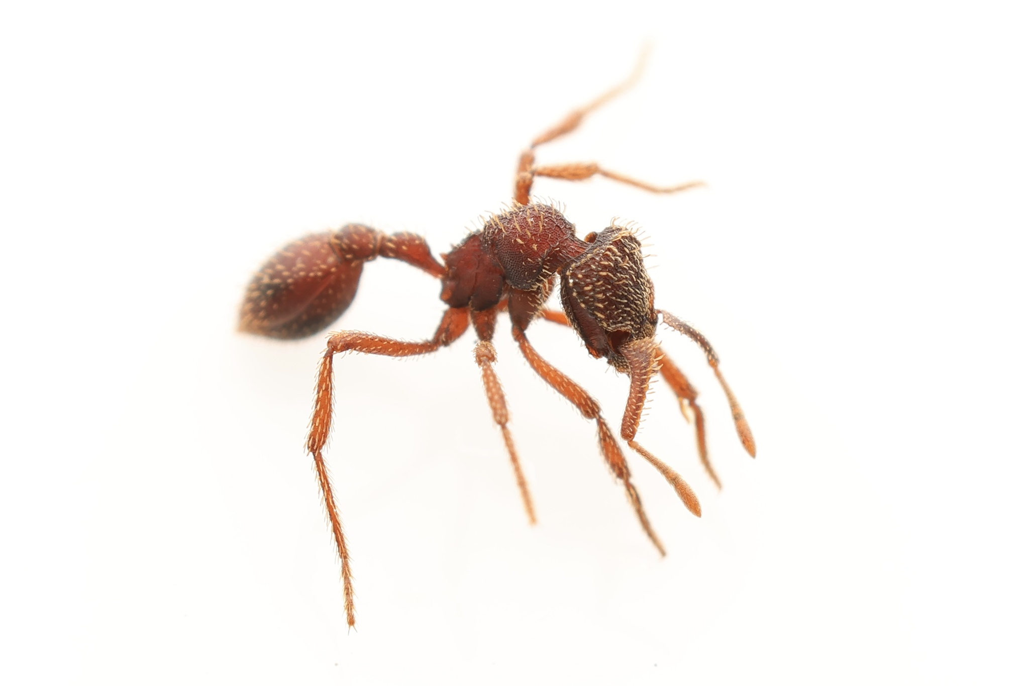 Basiceros tumucumaquensis