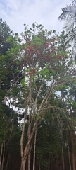 Barnebydendron riedelii