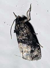 Ecdytolopha