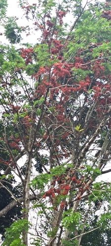 Barnebydendron riedelii, photograph 2