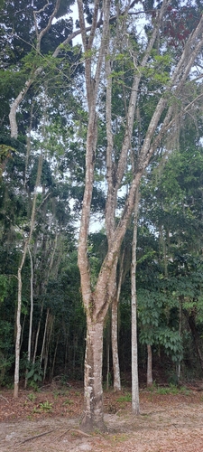 Barnebydendron riedelii, photograph 4