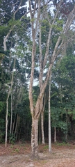 Barnebydendron riedelii, photograph (c) Marcio Santos Ferreira, some rights reserved (CC BY)