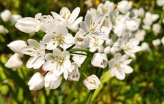 Allium neapolitanum
