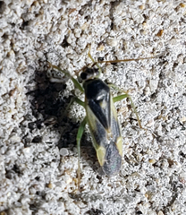 Orthotylus