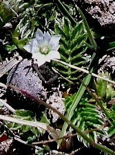 Gentiana leucomelaena