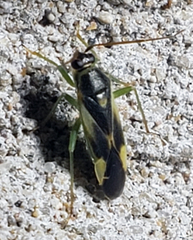Orthotylus