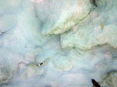 Halichoeres radiatus