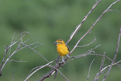 Golden Grosbeak