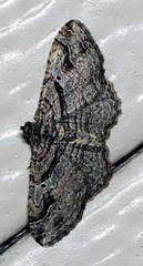 Costaconvexa
