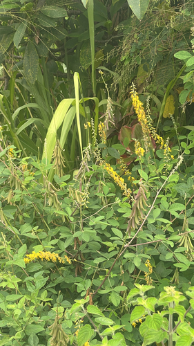 Crotalaria pallida observed 2026-05-19